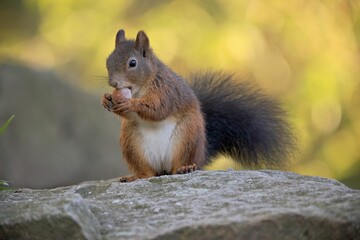 Naklejka na ściany i meble Brown squirrel perching on stone