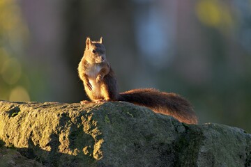 Closeup shot of a Red squirrel on a rock in a forest under the sunlight