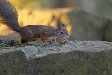 Closeup shot of a Red squirrel on a rock in a forest under the sunlight