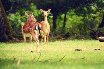Naklejka na ściany i meble Closeup shot of two European fallow deers on a grass field on a sunny day
