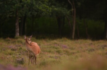 Naklejka na ściany i meble Closeup shot of a European fallow deer on a grass field in a forest