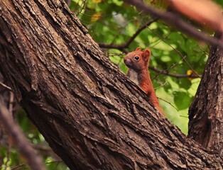 Closeup shot of a Red squirrel on a tree branch in a forest