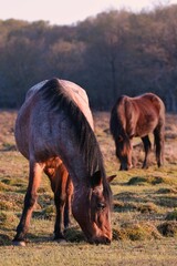 Fototapeta na wymiar Vertical closeup shot of two brown horses grazing on a grass field in a forest
