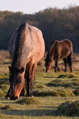 Vertical closeup shot of two brown horses grazing on a grass field in a forest