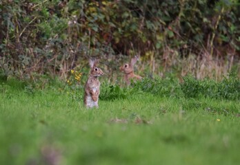 Gray rabbit standing in greenery field