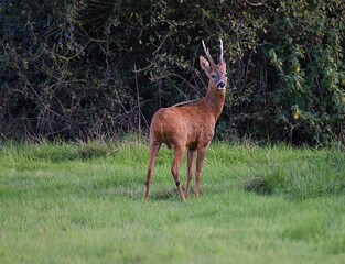 Brown Capreolus standing in greenery field