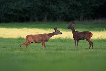 Naklejka na ściany i meble Beautiful deers in nature during the daytime