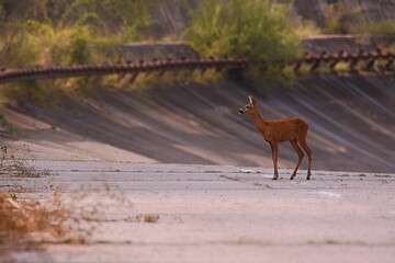 Selective focus of a young deer © Alexandru Badescu/Wirestock Creators