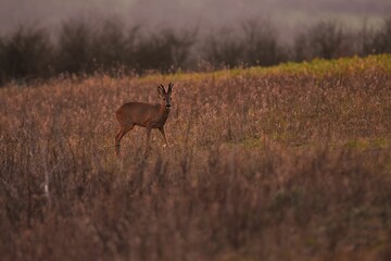 Young deer in a field