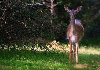 Young deer in a field © Alexandru Badescu/Wirestock Creators