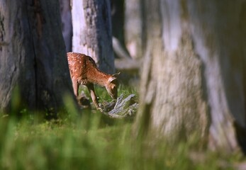 Young deer in a forest © Alexandru Badescu/Wirestock Creators