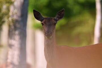Selective focus of a young deer © Alexandru Badescu/Wirestock Creators