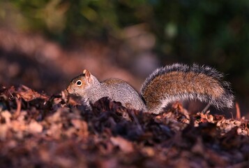 Cute squirrel in a forest