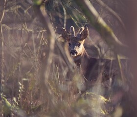 Young deer in wilderness © Alexandru Badescu/Wirestock Creators