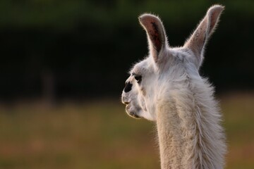 Selective focus of a lama in a field