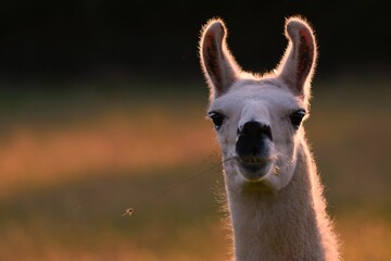 Closeup of guanaco head in blurred background