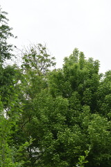 Fototapeta premium Green forest in summer, beautiful