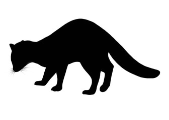 Silhouette of a Malayan civet Isolda on white background 