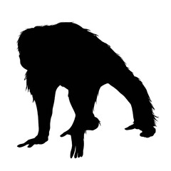 Silhouette of a orangutan walking on white background 