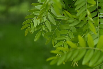 Close-up of the green sheet