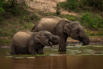 Elephants drinking water