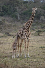 Naklejka na ściany i meble baby giraffe and mother