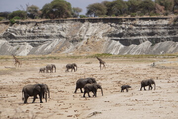 herd of elephants and giraffes