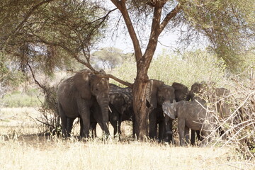 Fototapeta premium elephants in the savannah