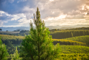 Pine Tree Forest Plantation