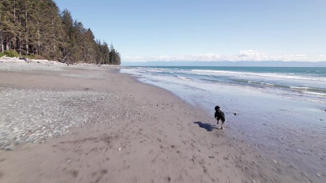 Man playing with dog on beach on sunny day, beautiful coastline, ocean, West Coast Canada, Vancouver Island. 4K 24FPS.