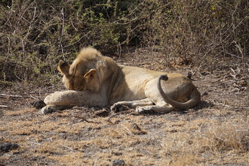 shy lion