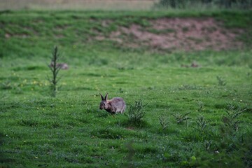 Cute European rabbit sitting on the grass during the daytime
