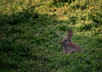 Naklejka na ściany i meble Cute European rabbit sitting on the grass during the daytime