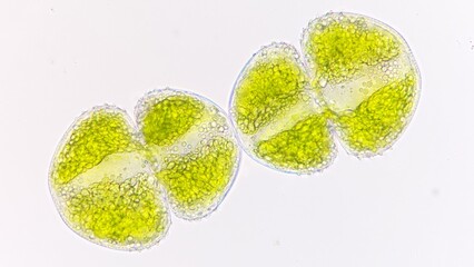 Asexual reproduction of cosmarium by cell division. Freshwater phytoplankton asexual reprodution