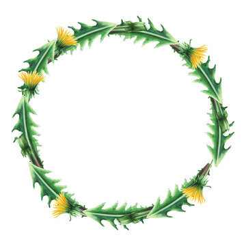 recommend clip art: Watercolor wreath of dandelion flowers. Hand painting clipart botanical meadow illustration on a white isolated background. For designers, decoration, postcards, wrapping paper, scrapbooking, covers