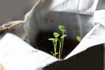 CLOSE UP AQUILEGIA FLOWER SEEDLINGS GROWING IN SILVERED FOOD PACK 