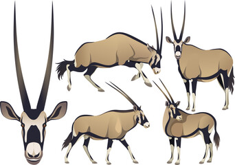 realistic african desert wild beast Oryx gazella Hippotraginae animal