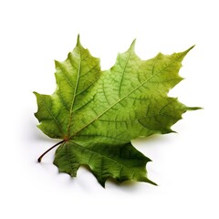 Green maple leaf on white isolated background, design blank