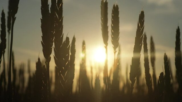 The rays of the setting sun break through the silhouettes of ears of ripe wheat in the field. Food crisis concept. Embargo and ban on the export of grain.