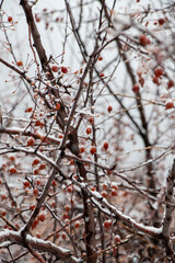snow covered branches with berries
