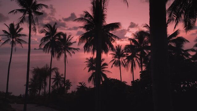 Cinematic aerial shot of silhouettes of palm trees on the beach and beautiful red sunset or sunrise on sea. Beautiful tropical scenery.