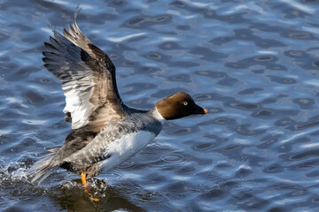 Common goldeneye