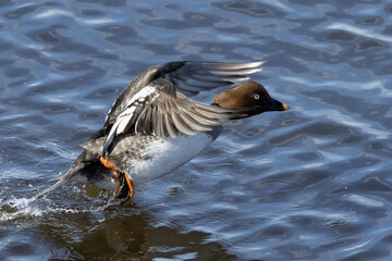 Fototapeta premium Common goldeneye