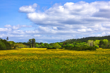 Beautiful countryside landscape with yellow flowers fields in the plains of Ribatejo - Portugal. Goats grazing in the plains of Ribatejo - Portugal