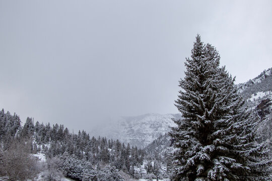 snow covered trees