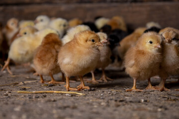 Little chickens at a poultry farm.