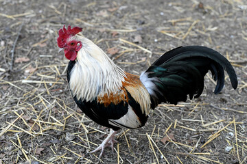 Old English bantam rooster in yard