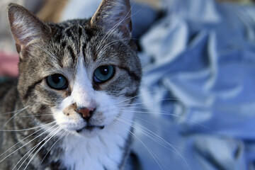 Tabby cat looking up at camera, blue eyes