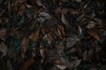 Texture - leaves and pine needles