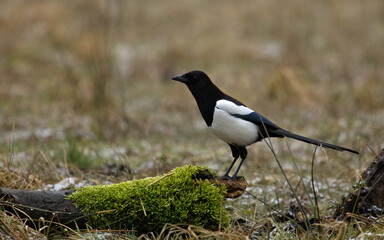 Magpie black and white bird at spring.  Pica pica. Bird on a ground